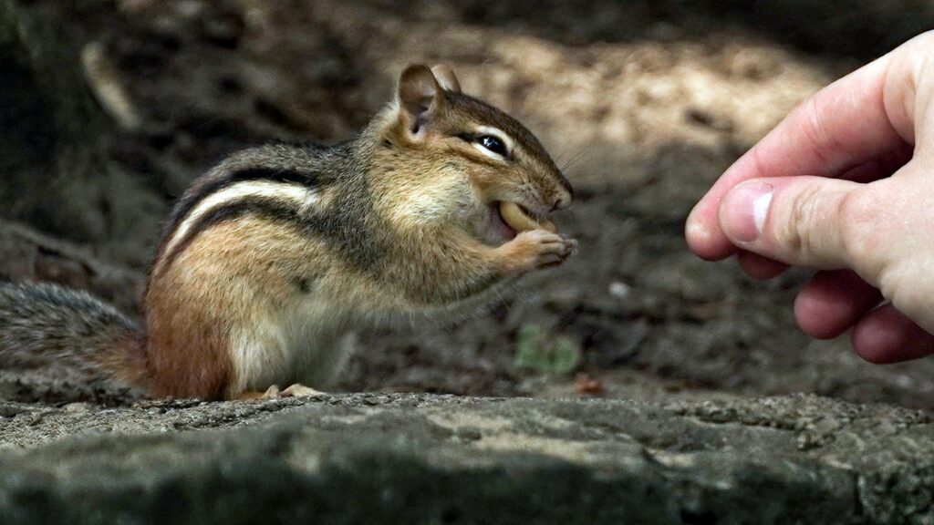 how to get rid of chipmunks showing a chipmunk near a backyard bird feeder representing humane methods to remove chipmunks from your yard