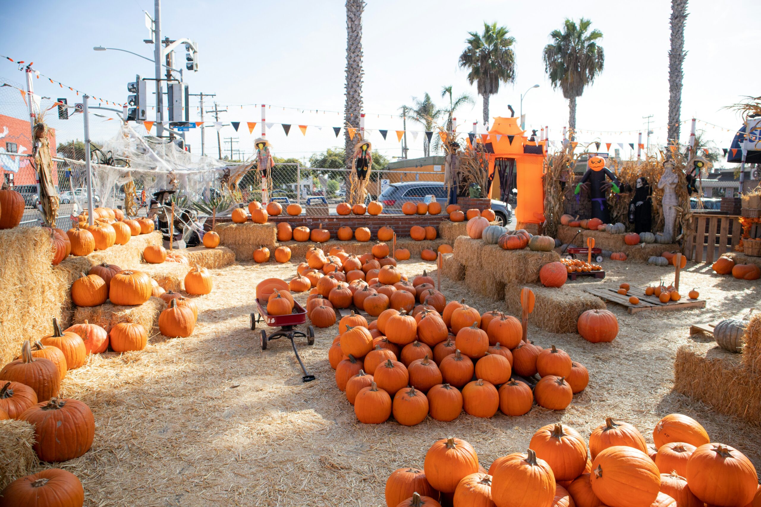 pumpkin patch San Diego showing rows of orange pumpkins in a field with families picking pumpkins at a farm in San Diego County California in fall