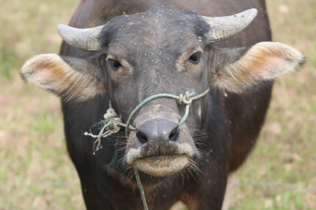 why do bulls have nose rings showing a bull with a metal ring through its nasal septum representing how nose rings are used for safe handling on farms