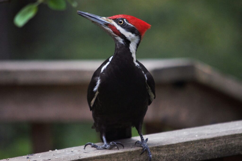 pileated woodpecker showing North America's largest woodpecker species with its distinctive red crest perched on a dead tree representing identification size and backyard attraction tips