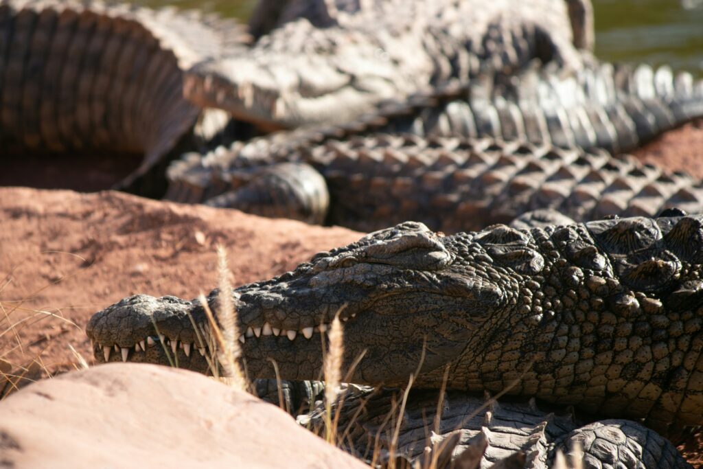 are crocodiles more likely to attack than alligators showing a crocodile and alligator side by side representing crocodile vs alligator differences which is more dangerous size teeth snout shape and where they live