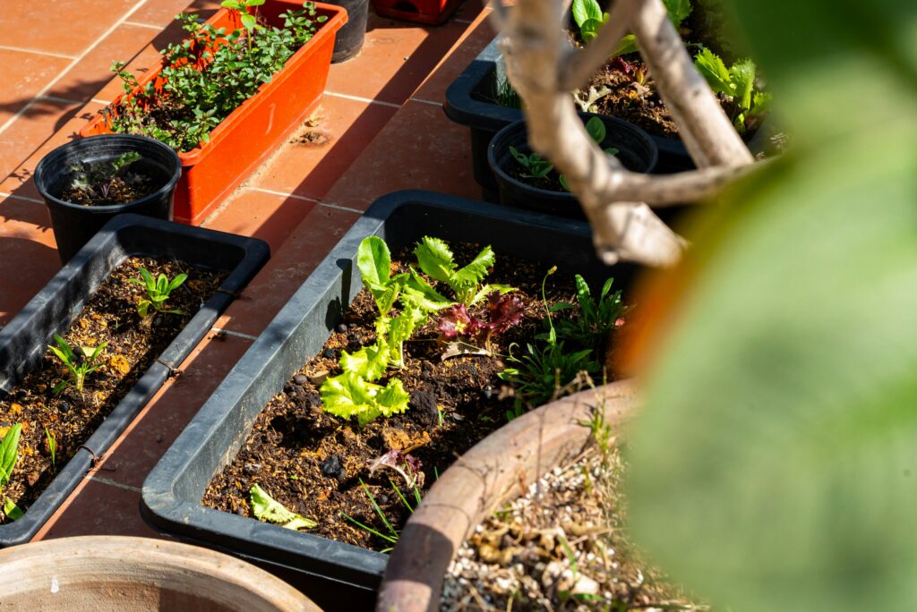 growing cucumbers in containers showing green cucumber plants growing up a trellis in large pots on a sunny patio representing how to grow cucumbers in pots and containers successfully