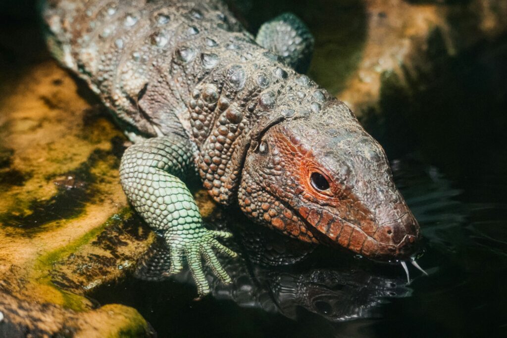 red eyed crocodile skink showing a Tribolonotus gracilis on leaf litter representing red eyed crocodile skink care guide diet enclosure lifespan price and full setup for beginners 2026