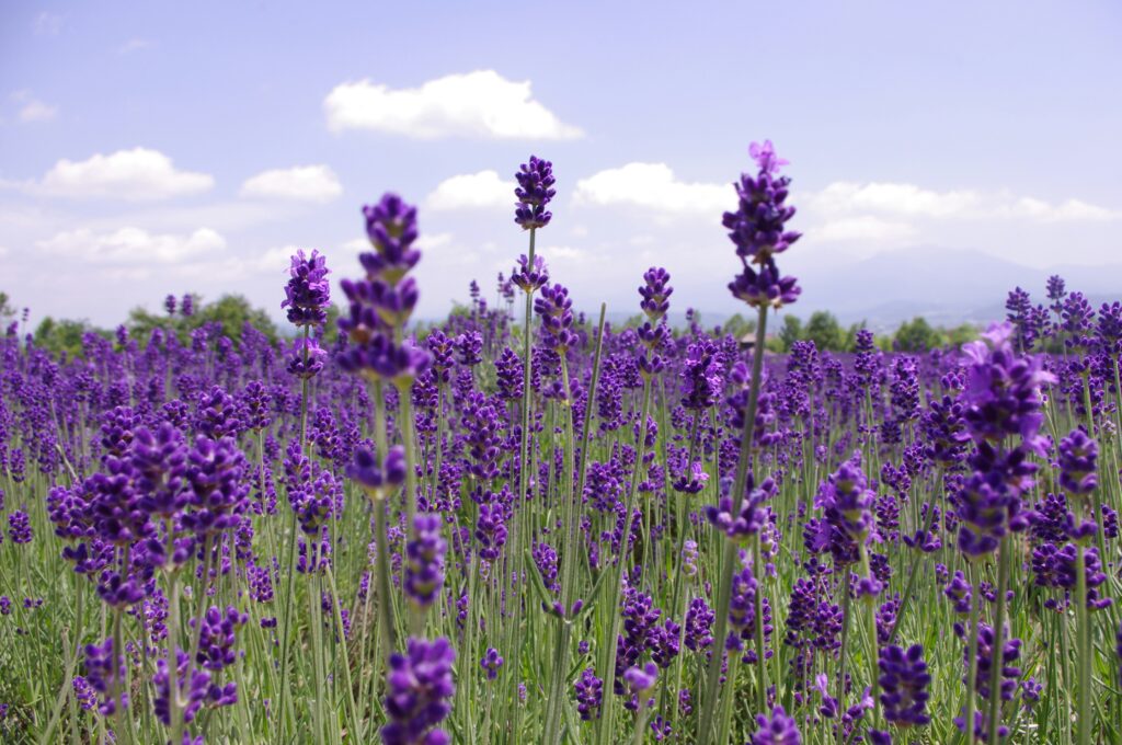 growing lavender from seed showing purple lavender seedlings sprouting from soil in a terracotta pot representing how to grow lavender plants from seed indoors and outdoors