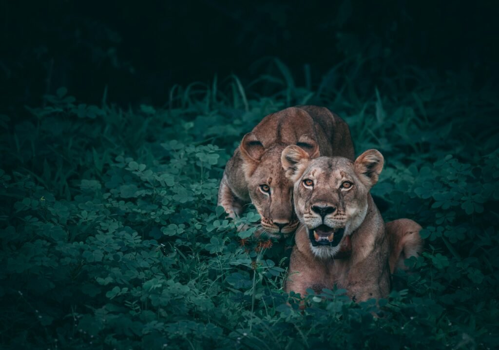 Special Ops Lioness season 3 release date guide representing is there going to be a new season of lioness when is lioness coming back season 3 release date episodes cast cruz guide 2026
